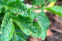 Pest on a crop's leaf